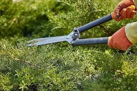 beats365 同江城市绿化带种植什么植物好